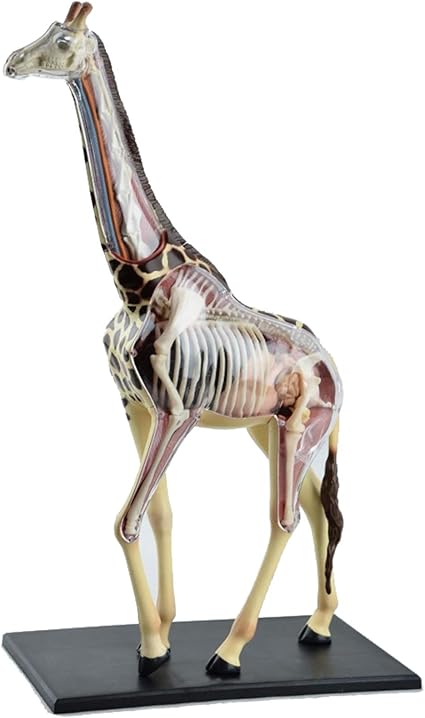 Amazon Co Jp 4dキリン解剖学的モデル動物生物学体臓器解剖学式剥離パズル組立おもちゃキット親子教育援助援助子供ギフト おもちゃ