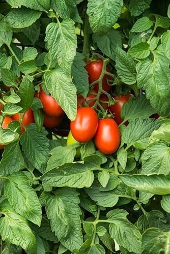 Miniatura 2 de Tomate Roma Pkt - Aprox. 150 semillas