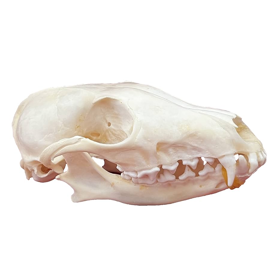 Real Genuine Animal Skull Skeleton Fox Taxidermy Supply Supplies Bone Art Tool From New2017, $12.67