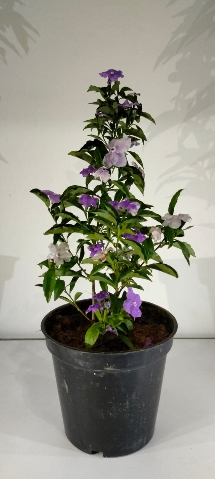 camille dieffenbachia care Dieffenbachia Camilla