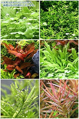 Amazon 水草 おまかせ水上葉 レイアウトセット ６０ｃｍ水槽用 ８種 無農薬 １パック 水草説明書付 北海道航空便要保温 Charm チャーム 生体水草 通販