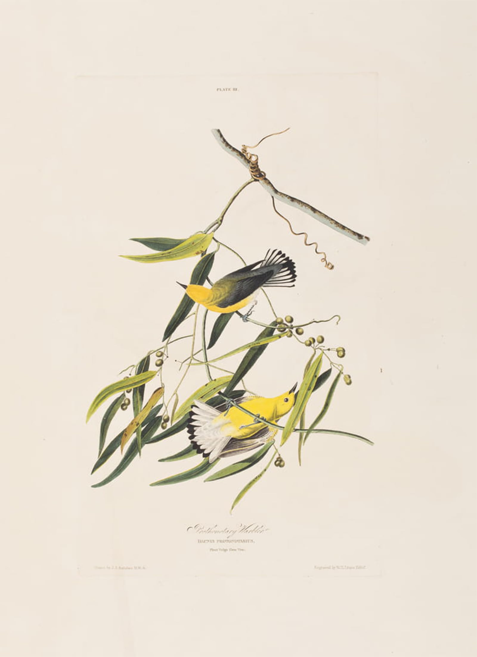 SERENDIPITP Vintage Picture Print on Canvas Wall Art Poster Illustration From birds of America by John Jamess Audubon Artwork Print Poster for Wall Decor 60x90cm