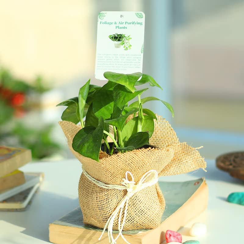 FlowerAura Decorative AirPurifying Good Luck Money Live Indoor Plant With Jute Wrapped Plastic Pot Vase For Living Room, Table Corner, Balcony, Office/Home Decoration (Same Day Delivery) (B0CRYNRDGH) Amazon Price History, Amazon Price Tracker