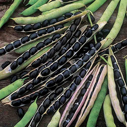 "Black Valentine" Bush Bean Seeds, 50+ Heirloom Seeds Per Packet, Non Gmo Seeds, (Isla's Garden Seeds), Botanical Name: Phaseolus Vulgaris #TOP2