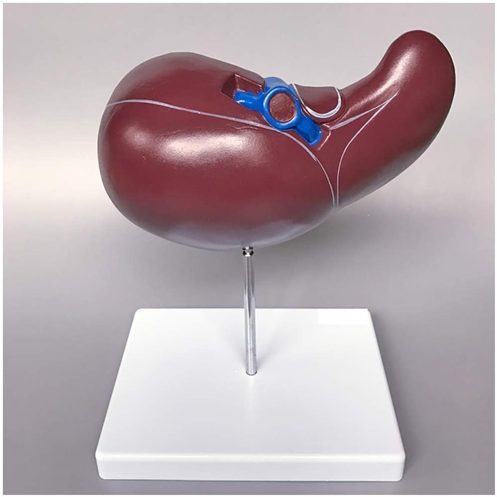Modelos de anatomía hepática médica Modelos de anatomía de órganos Humanos Modelos estructurales del hígado Modelos anatómicos viscerales for educación y formación médica