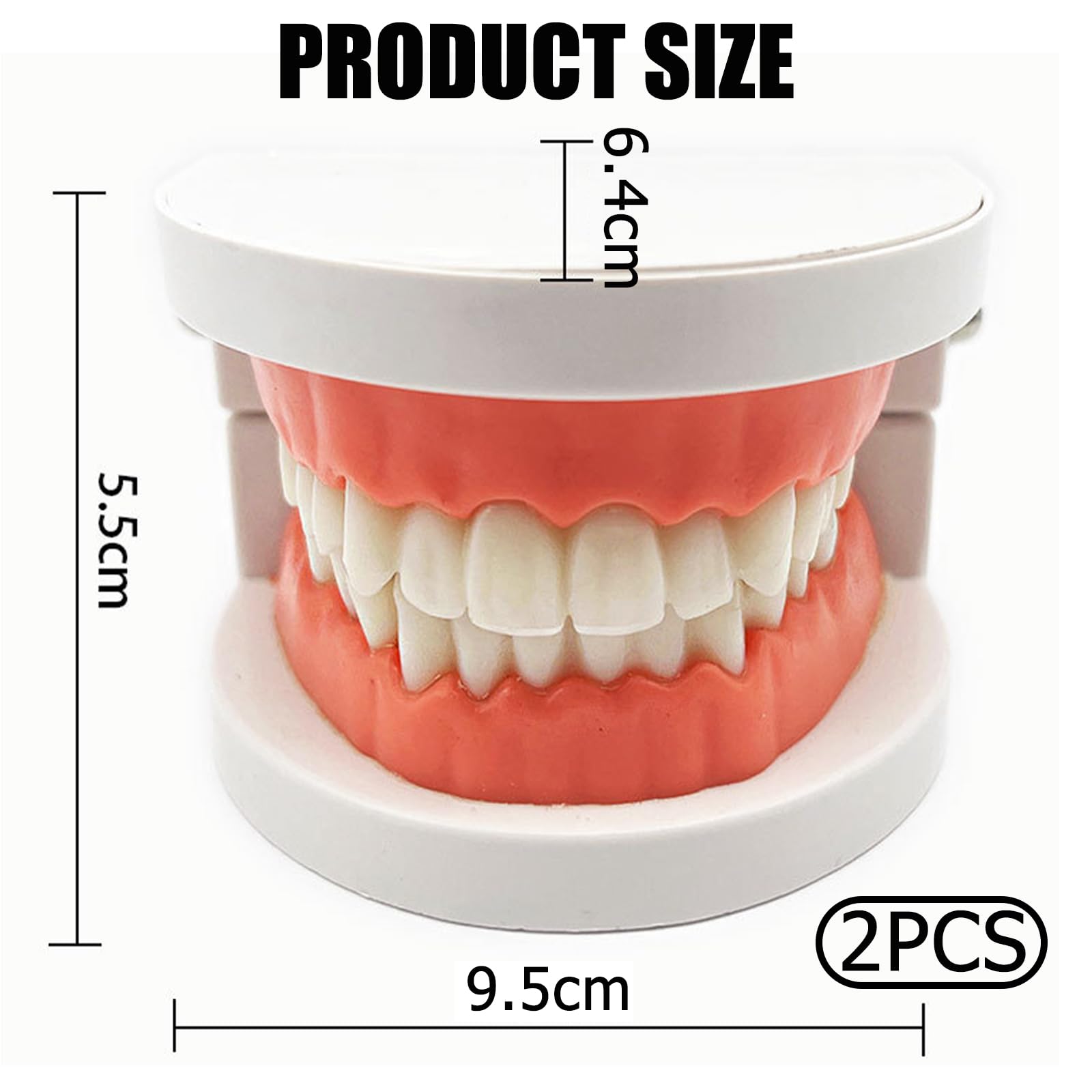 Modelo Dental de Demostración Estándar PVC para Adultos Niños Enseñanza Dental 2Pcs