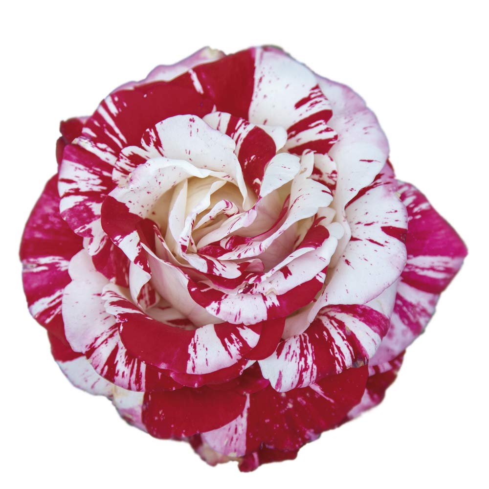 Rock&Roll®, di Rose Barni®, rosa in vaso, colore striato rosso bianco profumo intenso, linea prestigio, ideale per coltivazione in vaso, composizioni e cespugli, rifiorente e resistente cod. 71233