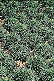 Dwarf Mondo Grass - 40 Live Plants - Shade Loving Evergreen Ground Cover Ophiopogon Japonicus Nanus