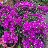 drillingsblume bougainvillea frühlingsblume, winterharte kübelpflanzen zaun deko, wohnzimmer deko schnittblumen kletterpflanzen 1000samen