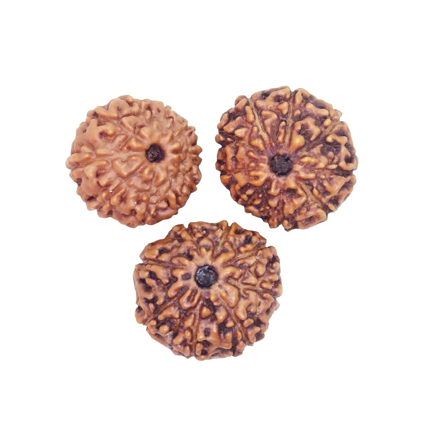 Rudraksha 16mm Elaeocarpus ganitrus d'Indonésie, coffret spirituel 8, 9, 10 Mukhi
