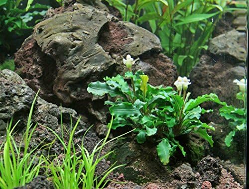 Aquarium Plants Factory 3 x Bucephalandra Green Wavy (Loose Rhizome) Live Aquarium Plants BUY2GET1FREE