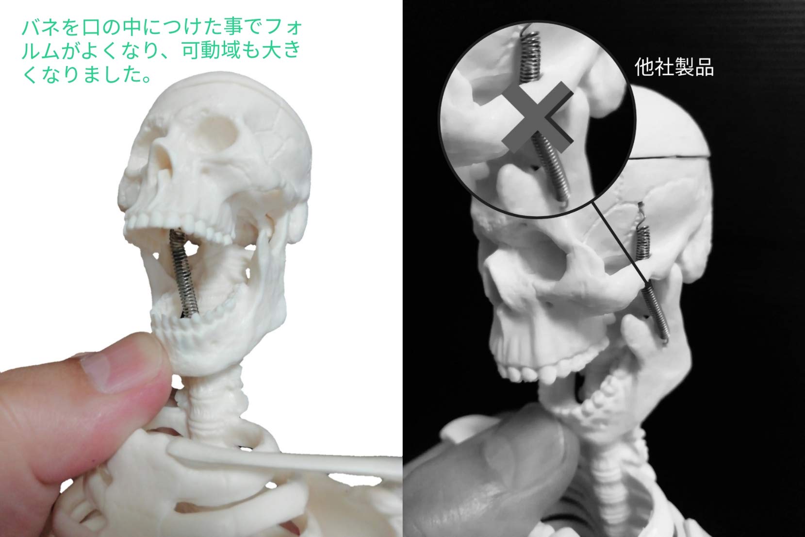 OWLIAN 全身骨格模型 1/4サイズ 肩関節可動