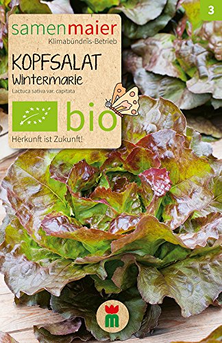 Preisvergleich Produktbild Samen Maier 892 Kopfsalat Wintermarie (Bio-Salatsamen)