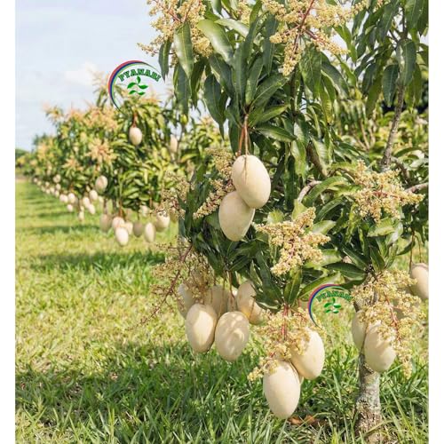 Image of Thailand White Mango Plant Grafted Live Fruit Tree 1.5-2.5 Feet