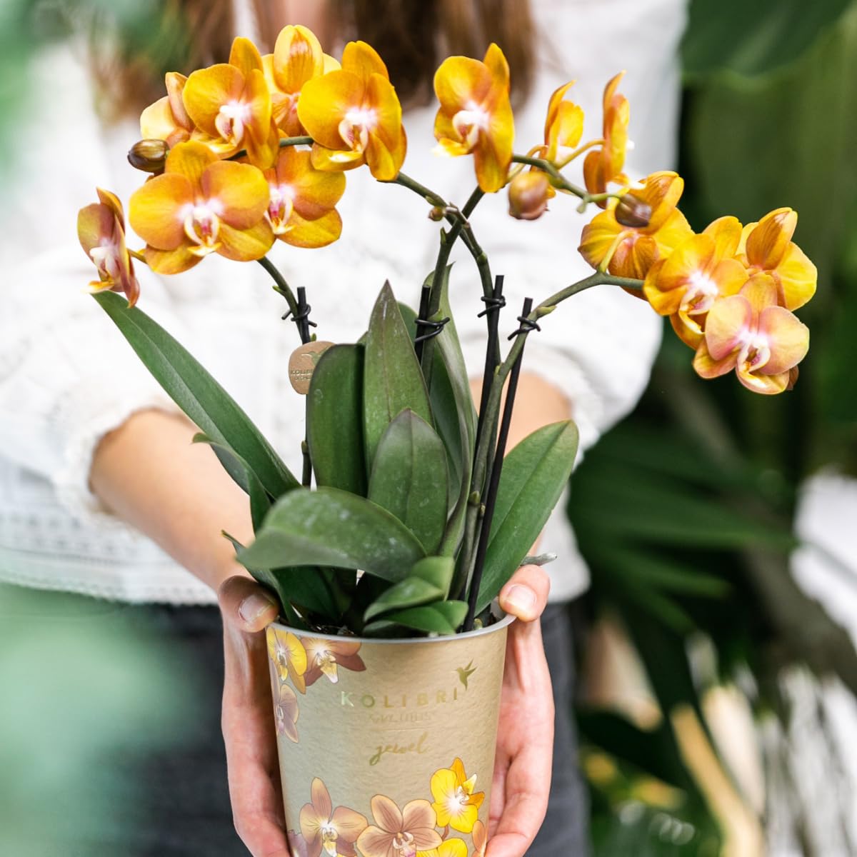 Kolibri Orquídeas | Orquídeas orquídeas Phalaenopsis orquídeas orquídeas orquídeas, diámetro 12 cm | Joya Las Vegas