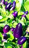 Dwarf Chili Pepper Little Blue Exotic Mini Hot Pepper About 30 Seeds