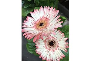 100Pcs Mixed Color Gerbera Daisy Seeds: Vibrant Blooms for Your Garden