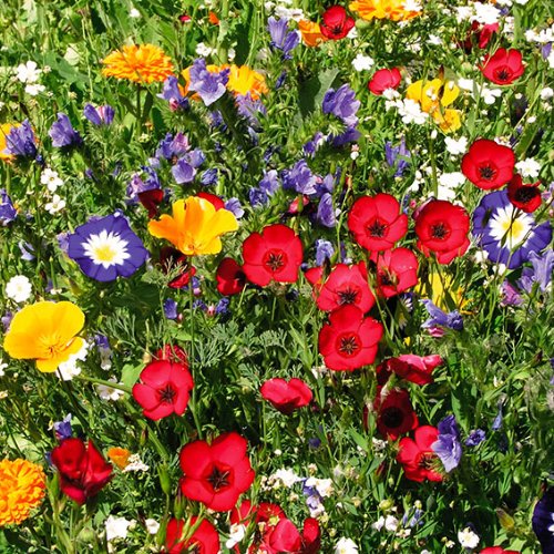 Blumen-Mix Original Mössinger Sommer® für 3 qm