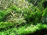 Mühlan - Wasserpflanzensortiment für Liebhaber von Salmlern, asiatisch, schnellwachsende Aquariumpflanzen inkl. Wasserpflanzendünger