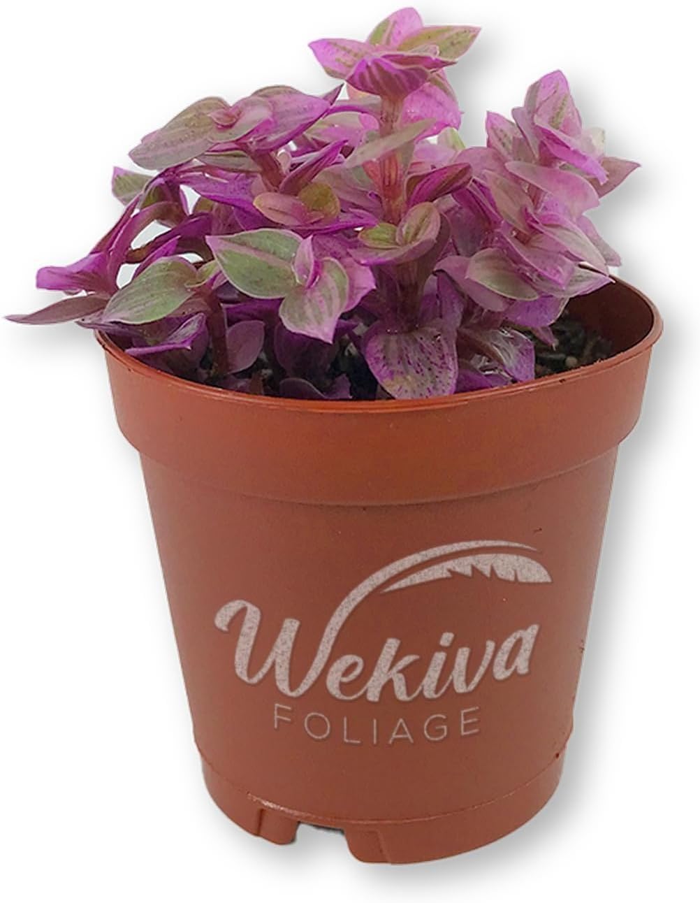Tradescantia Pink Panther - 3 Live Starter Plants - Callisia Repens - Elegant Trailing Compact Colorful Vining Foliage Succulent Houseplant