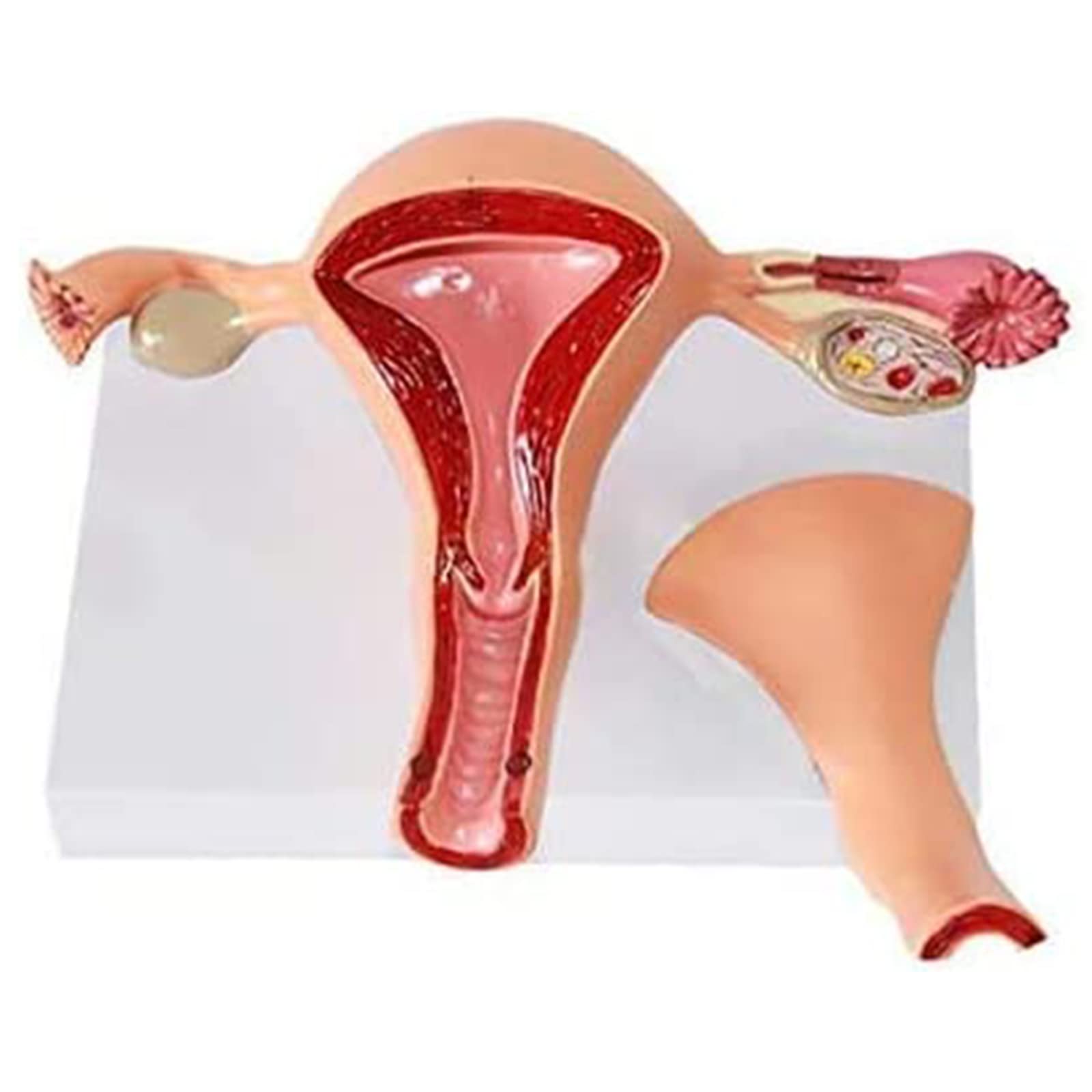 anatomisches Modell, Anatomisches Modell des Gebärmutter-Ovars, Modell Medizinische Lehren, fortgeschrittene mütterliche Struktursimulation für medizinische