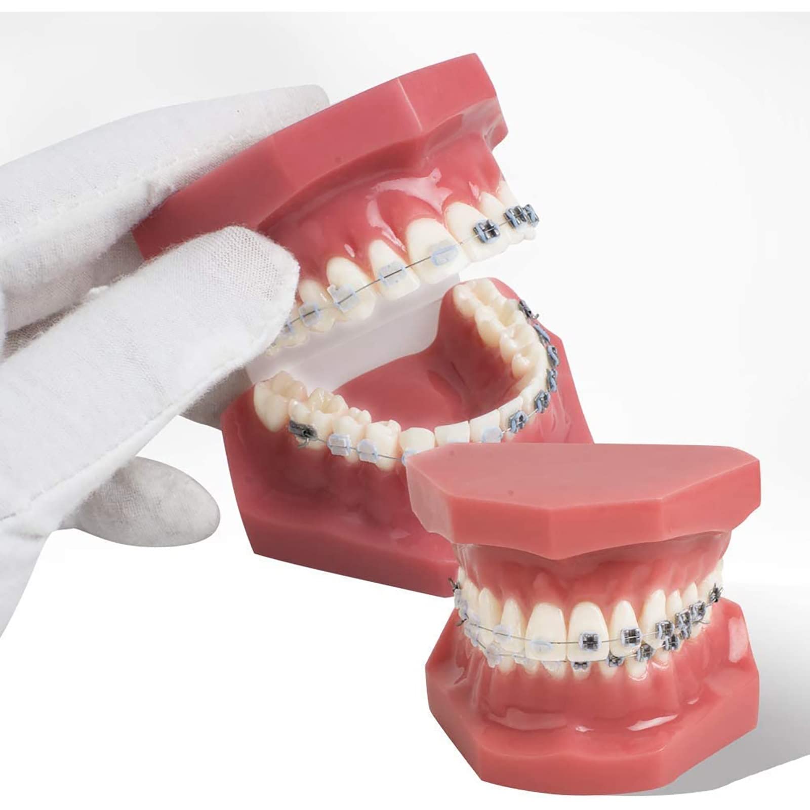 Model ortodontyczny zębów z metalowymi i ceramicznymi zamkami Modele demonstracyjne dla stomatologa do komunikacji z pacjentami.