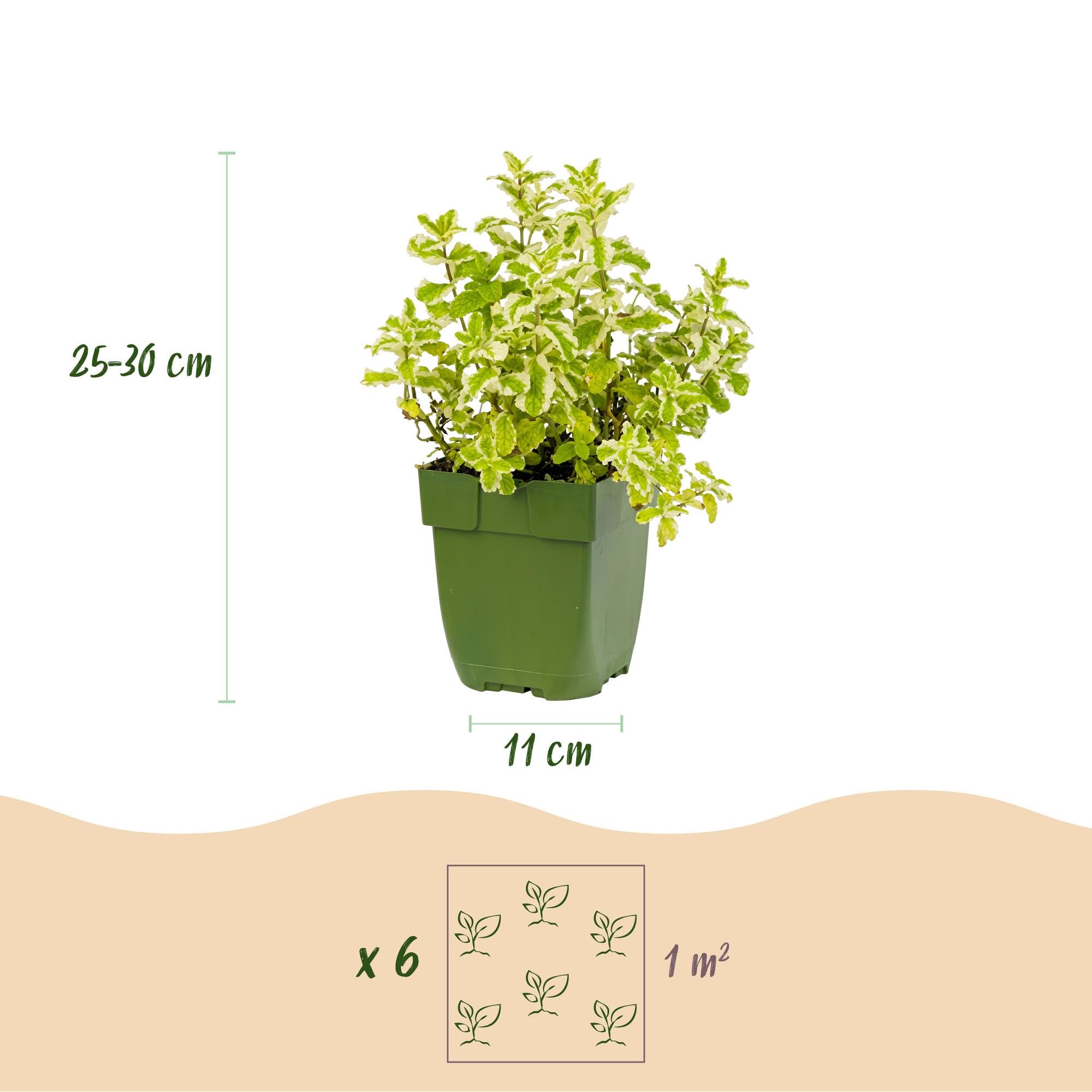 Plantas Perennes para Té, Jardín, Multicolor, 6 Plantas, Maceta 11cm