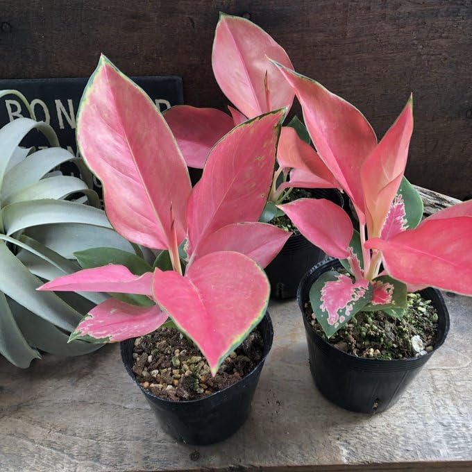 Amazon | チャイナレッド アグラオネマ 観葉植物 インテリア | ノー