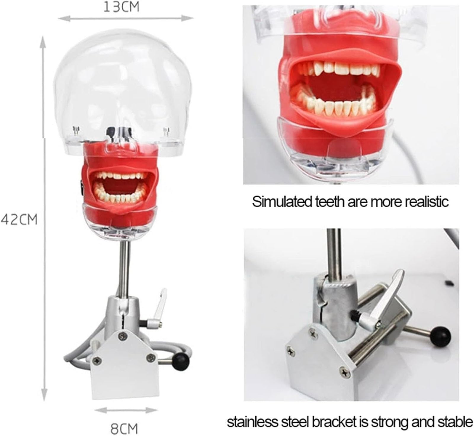Maniquí de entrenamiento dental portátil con dientes extraíbles y modelos de cabeza: ideal para la formación, la enseñanza y las sesiones prácticas en odontología