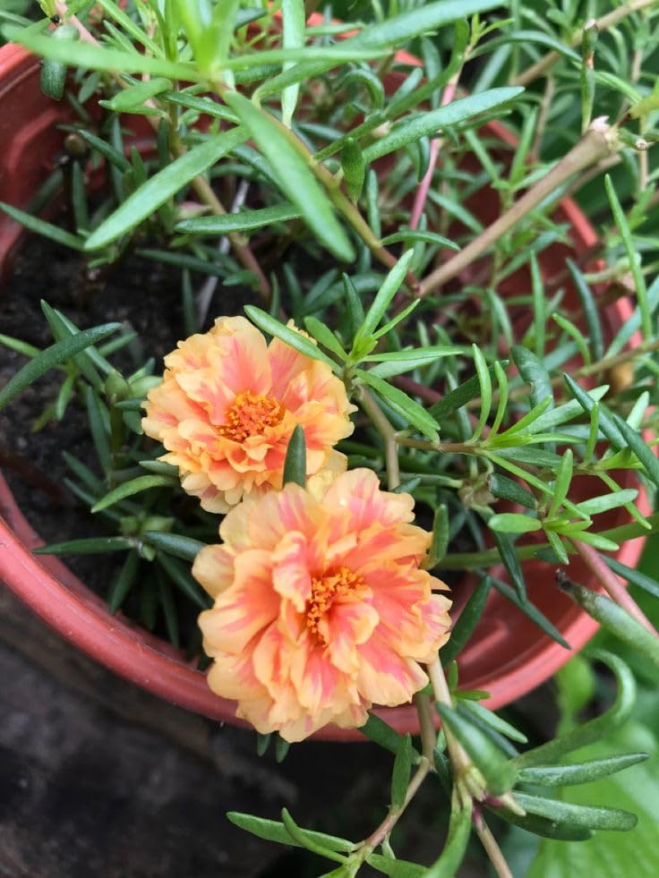 Portulaca Double Flower Seeds, Pack of 100, For Home and Garden (DARK CREAM) (B0D224DSR2) Amazon Price History, Amazon Price Tracker