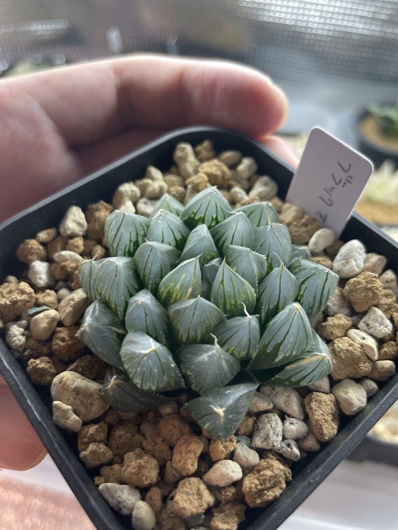 ハオルチア　ベノーサ　抜き苗 Amazon.co.jp: ハオルチア ブラックオブツーサ錦 抜き苗発送 : ホビー