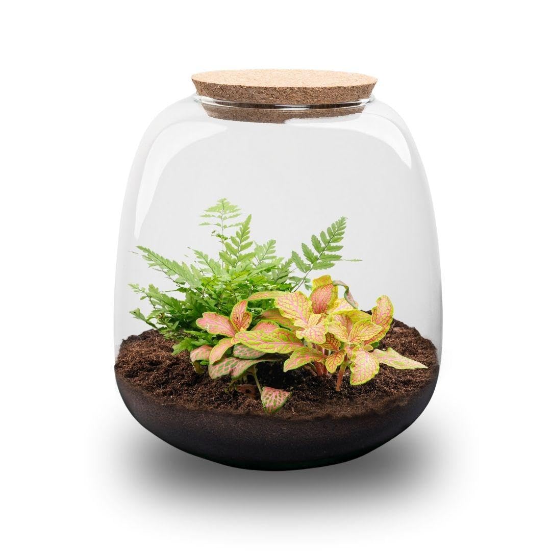 Terrario Piante in Vetro, Kit Fai da Te con Fittonia, Ø 19 cm, H 20 cm