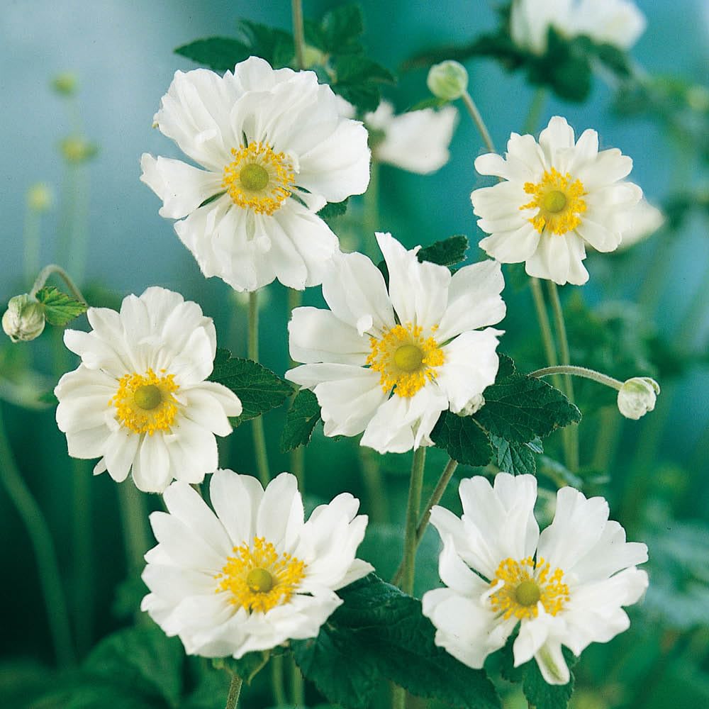 You Garden - Anemone Japanese 'Whirlwind' in a 9cm Pot