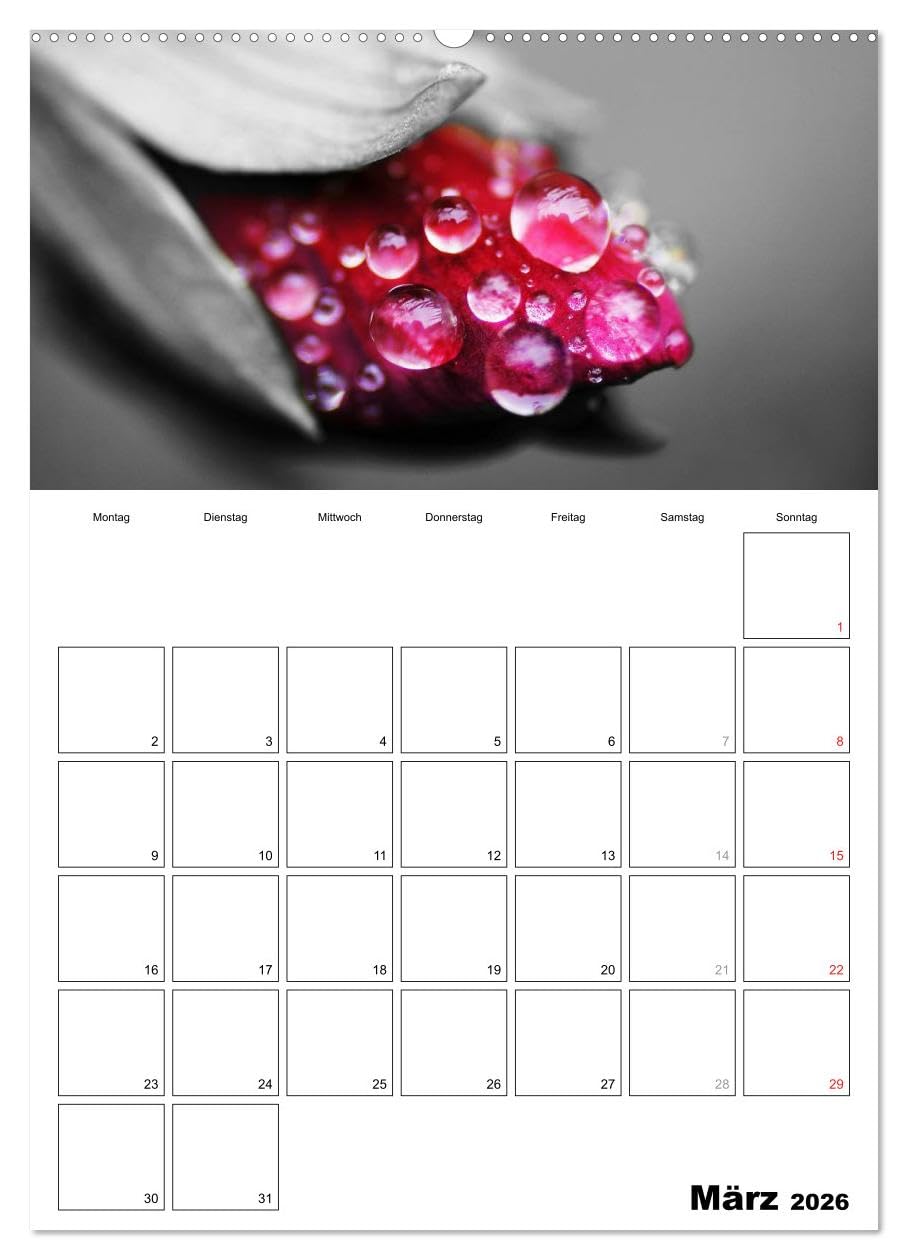 schwarz/weiß trifft farbe - DEIN TERMINKALENDER/Planer (Wandkalender 2026 DIN A2 hoch), CALVENDO Monatskalender