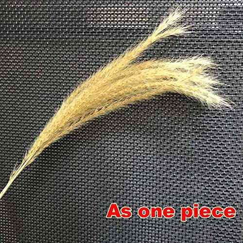 Pampas Grass Large 10-15CM/40PCS Ramo Seco Decorativo miniatura 6