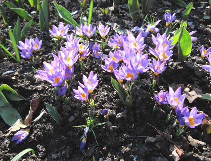 Image of IMP. Saffron | Crocus Excellent Quality Flower Bulbs for Attractive Aromatic Flowers Home Outdoor Gardening Plants Flowering Bulbs (pack of 12, Firefly)