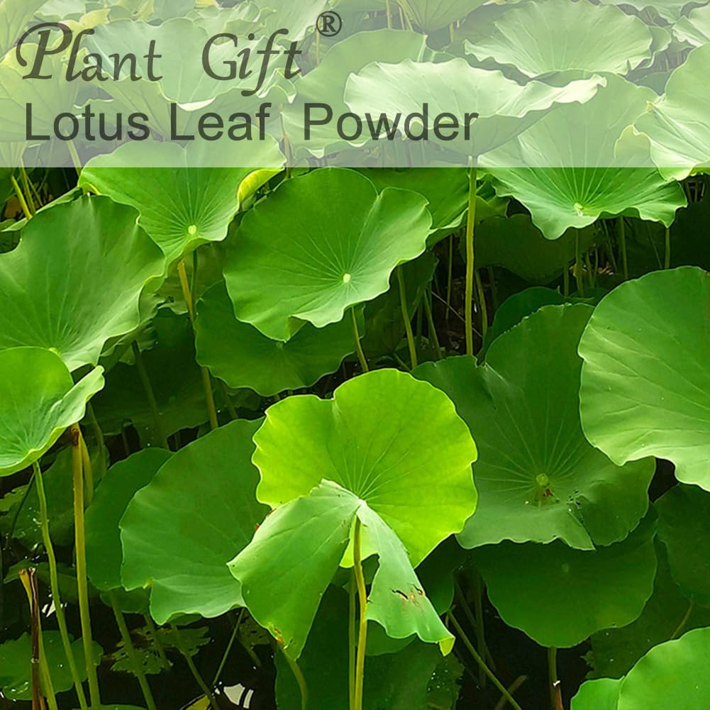 Plant Gift 100% Pure Lotus Leaf Flour 荷叶粉 Polvo natural de hoja de loto, excelente sabor para bebidas, batidos, tostadas, galletas, pasteles y bebidas, 100g / 3.25oz