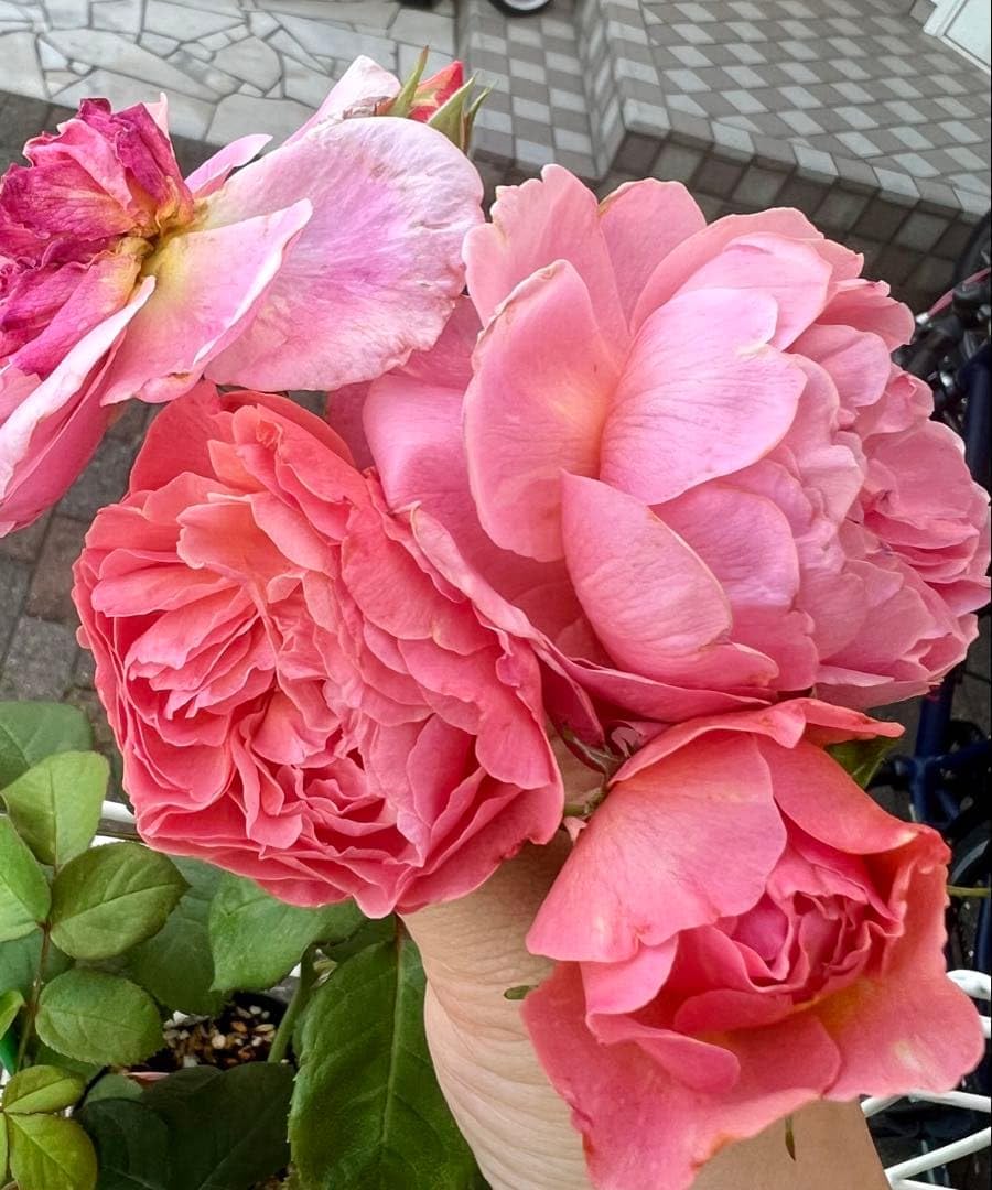 和バラ わばら苗 挿木苗 バラ 薔薇 切花 WABARA roses (@rosefarmkeiji