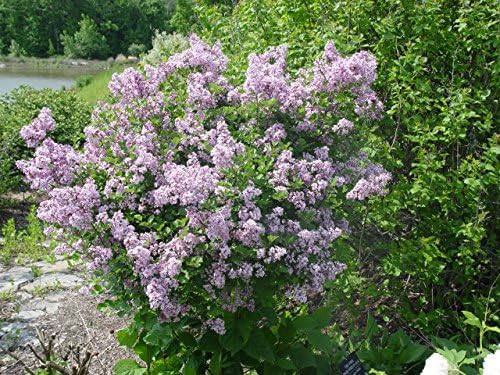 Green Promise Farms Dwarf Korean Lilac