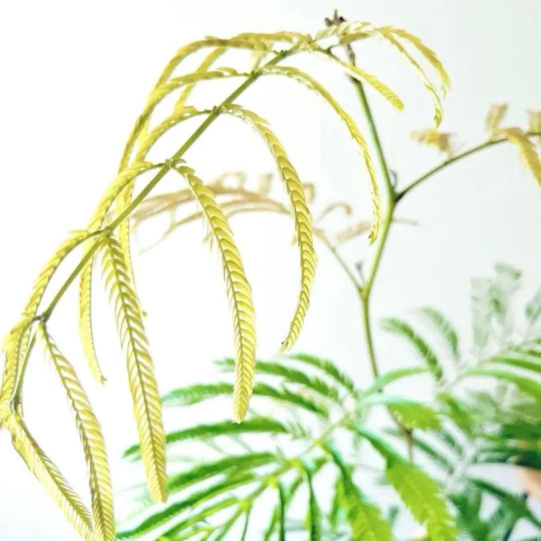 Amazon｜エバーフレッシュ 7号135cm 観葉植物 大型 室内 calmcafe
