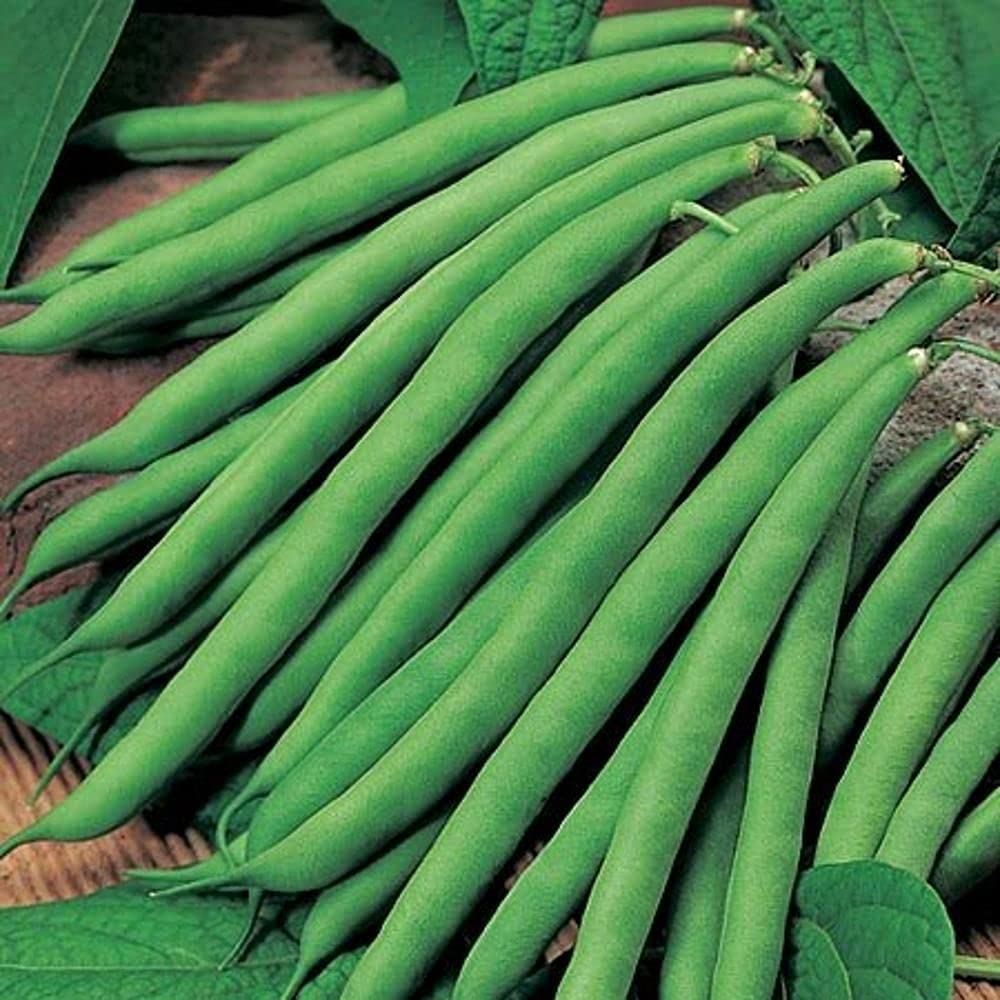 LIVE GREEN Vegetable Seeds | French Beans F1 Hybrid Seeds For Home Gardening (20 seeds pack), multi-color (LG-HBRD-FL1975) (B09BV3ZCLG) Amazon Price History, Amazon Price Tracker
