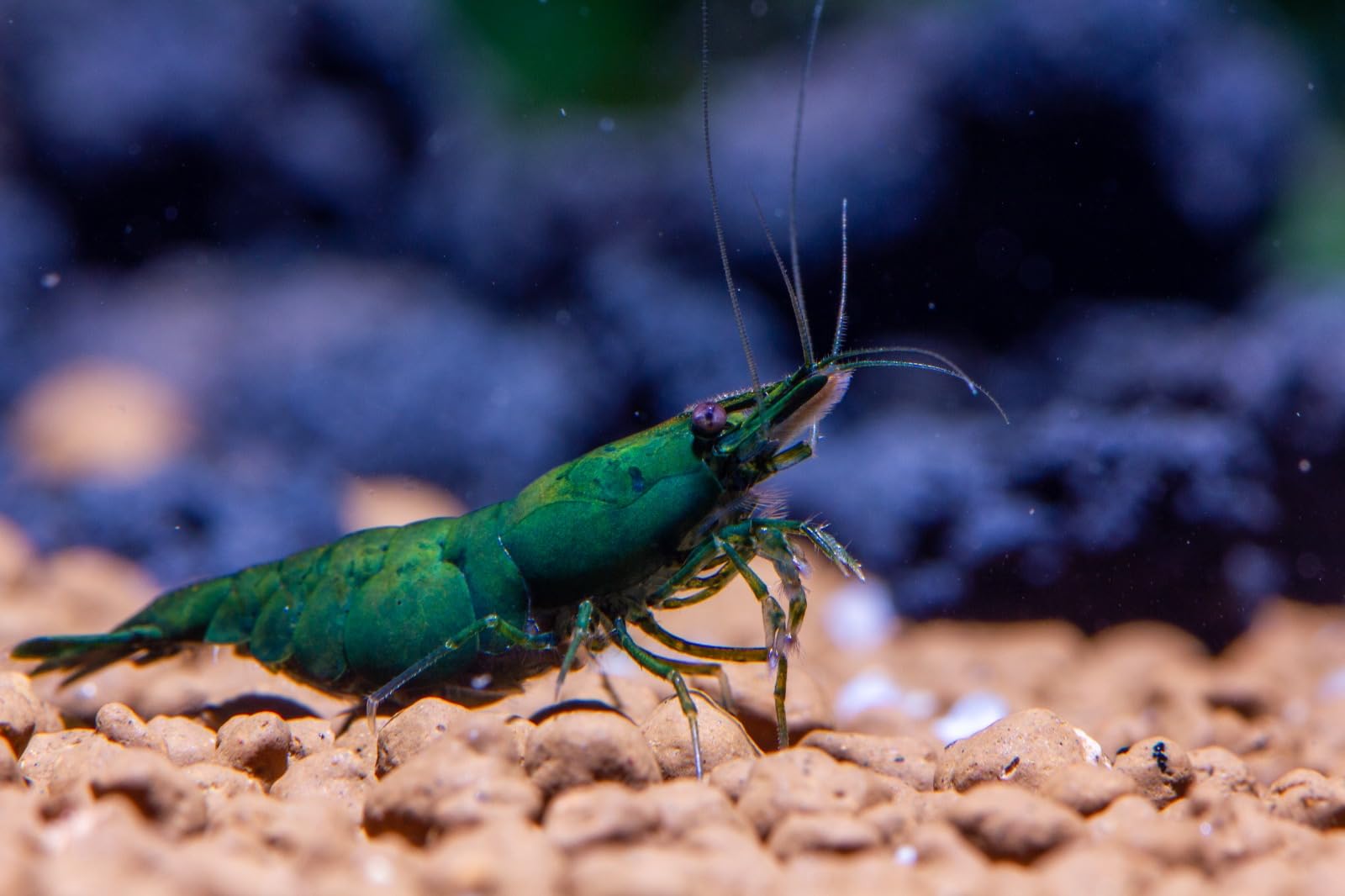 AquaBreedingSkill Lot de 10 Crevettes Green Jade – Crevettes Vivantes pour Aquarium – Naines Neocaridina, Habitants Pacifiques pour Aquariums, Taille 1,5-2 cm