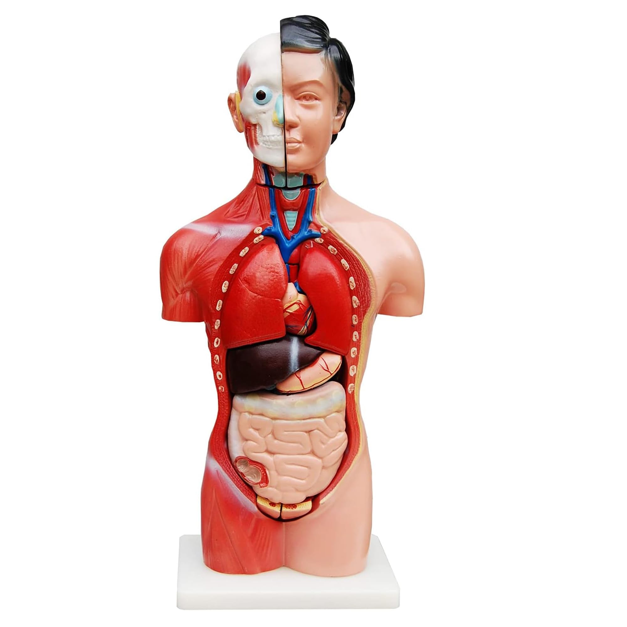 Anatomie Modell Torso 45 cm, Detaillierter menschlicher Körper aus PVC mit entnehmbaren Organen für Schule, Studium und Anatomie-Training, Lehrmodell