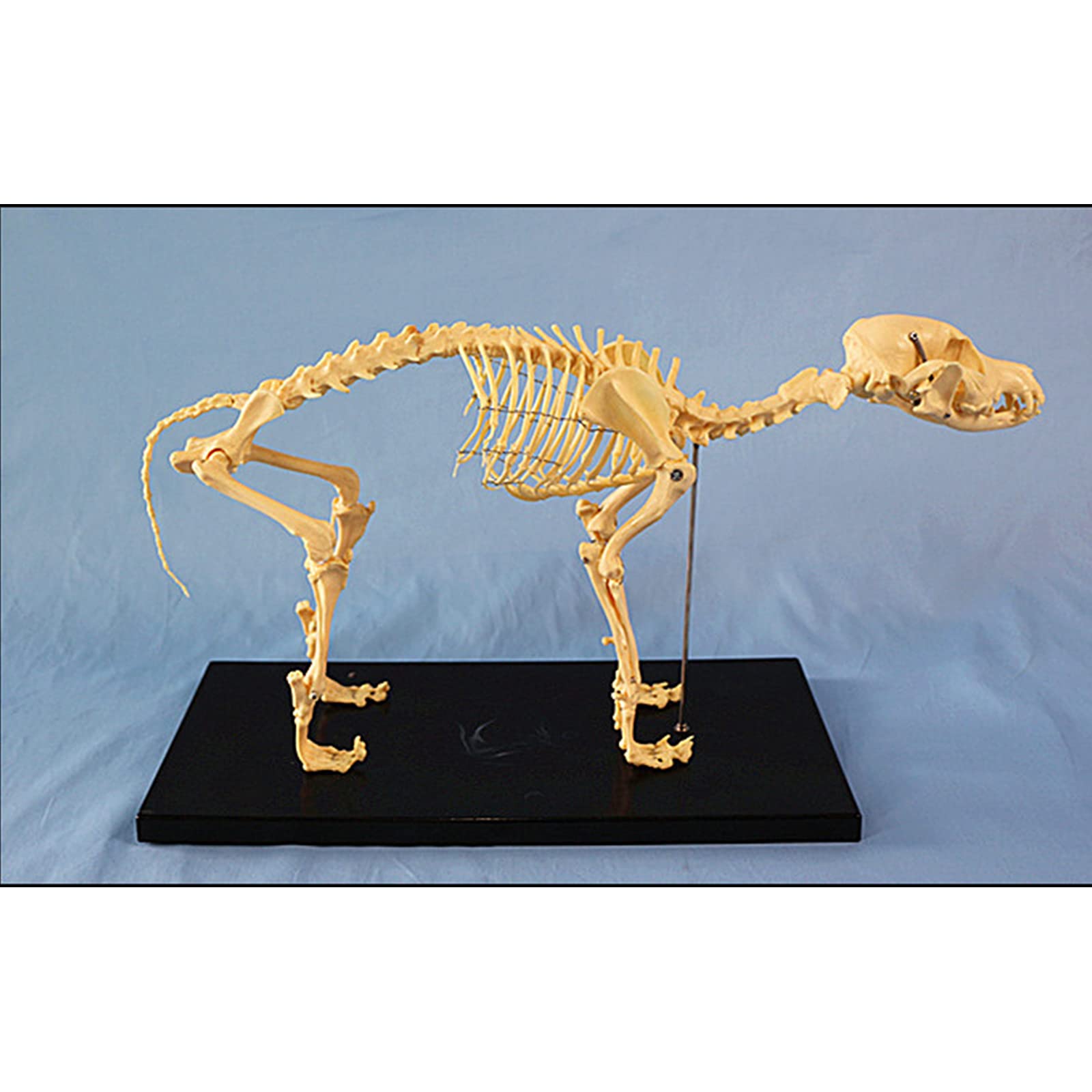 Modele anatomiczne, Model szkieletu psa zwierzęcego - Szablon kości