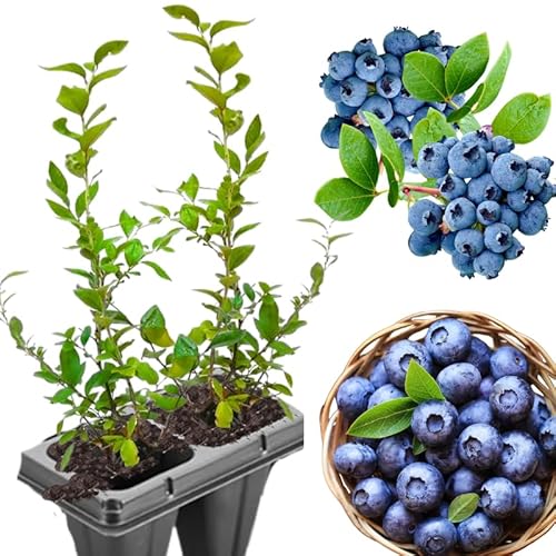 3 Sunshine Blueberry Bushes Seedlings, High-Yield Blueberry Trees Live Plants, 6 Months Old, Starter 3-6" in Tall, Cold Hardy Zones 4-7