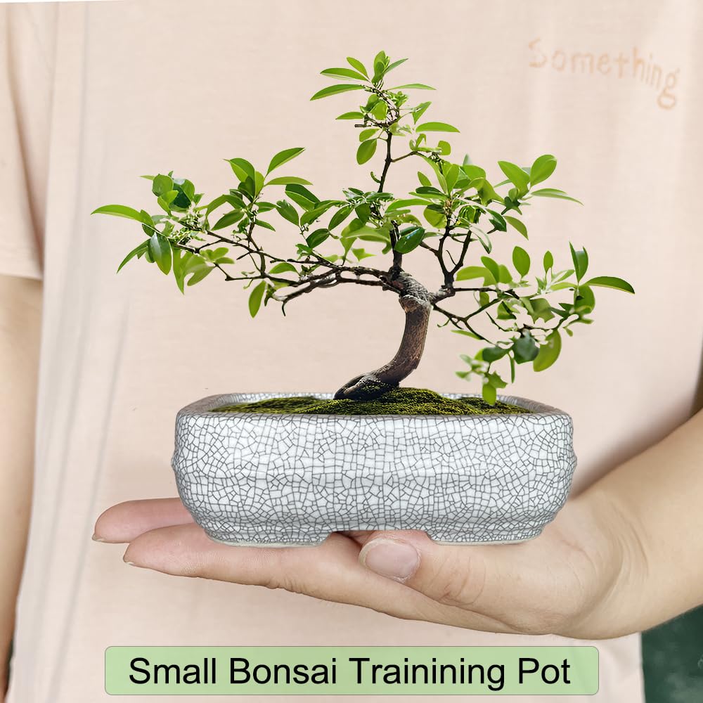 Überlebenden-Blumentopf Mit Bambus-Untersetzer - Motivierender Sukkulententopf, Weiß, 8,9 Cm