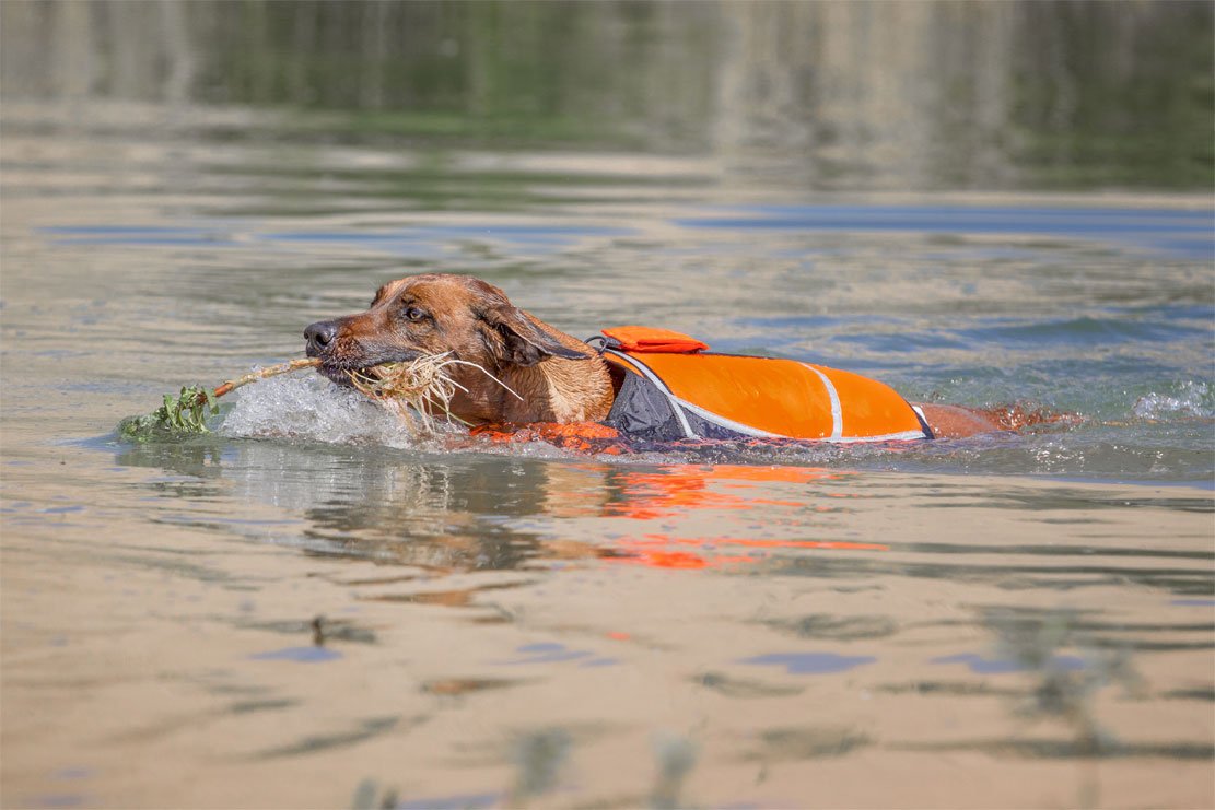 Knuffelwuff 13921-002 Hunde-Schwimmweste Storm mit Griff und Reflektoren größe: M