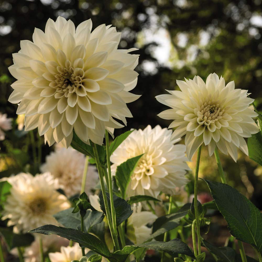 Dahlia ‘Café Au Lait’, Half-Hardy Perennial, 3X Tuber by Thompson and Morgan (3)