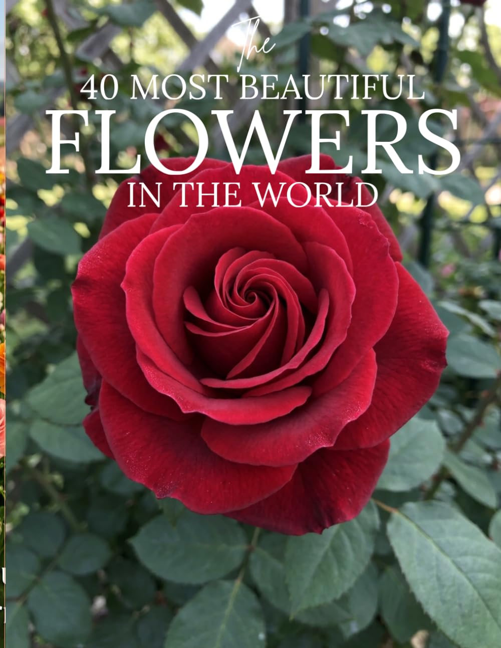 The 50 Most Beautiful Flowers in the World: A Stunning Picture Book of the World’s Most Amazing Flowers | Nature Photography Book for Kids and Adults