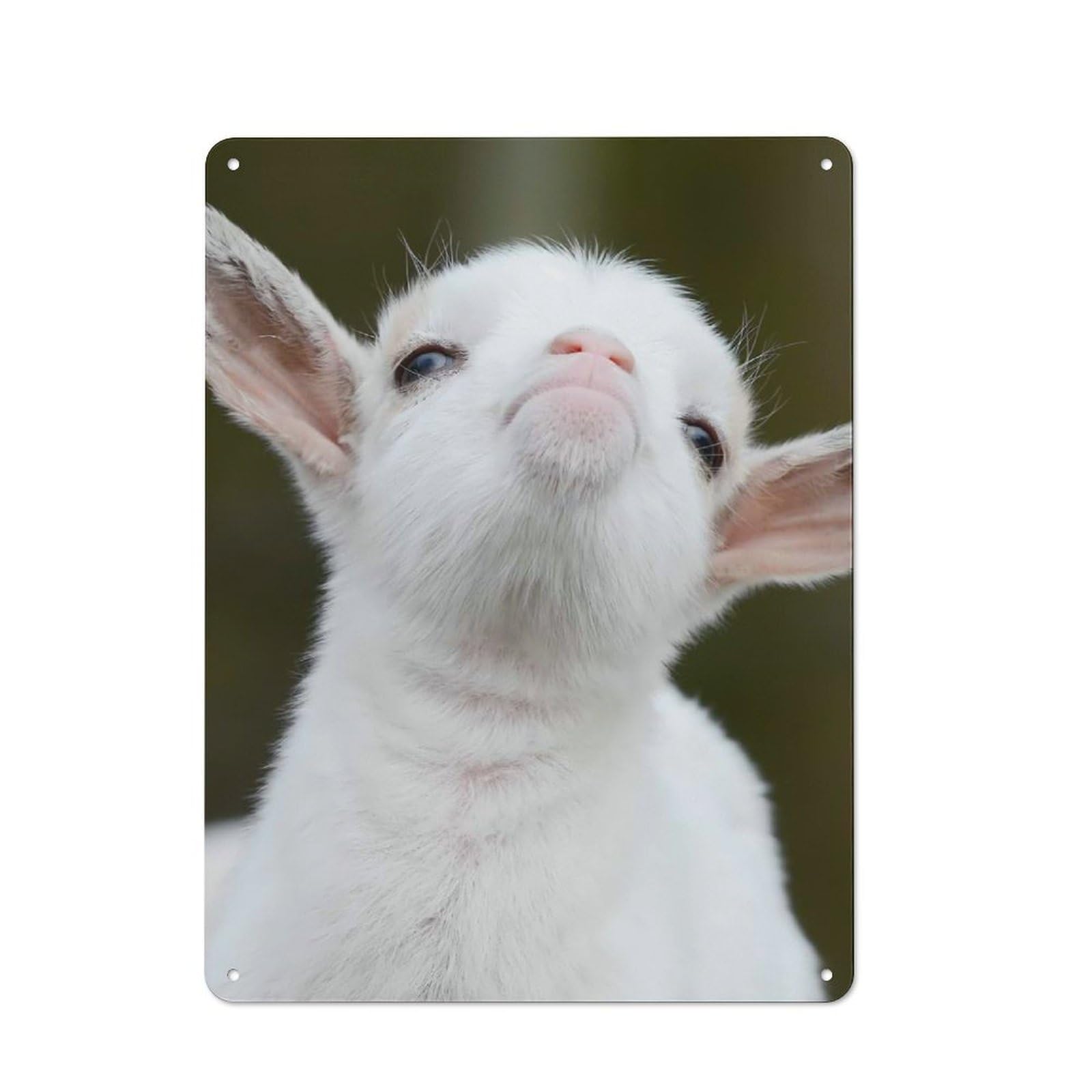 Junmoney Baby Animal Goat Country Style Kitchen Metal Sign 40X30cm Featuring Diner Style Decor For Kitchen, Cafe, Pantry Or Dining Room